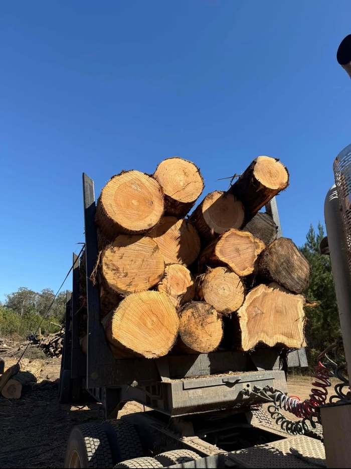 Timber Harvesting