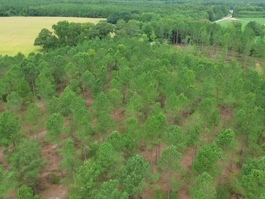 Thinned pine plantation from the air